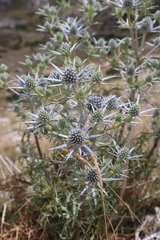 Eryngium amethystinum