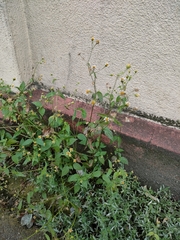 Galinsoga parviflora