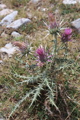 Ptilostemon afer afer