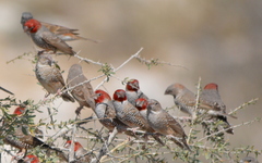 Red-Headed Finch photo 2