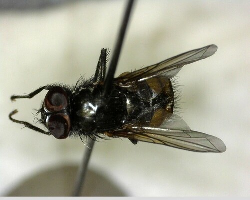 iNaturalist observation photo of Face fly
