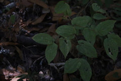 Prosartes hookeri