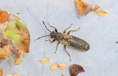 Ischnodemus sabuleti