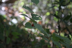 Prosartes hookeri