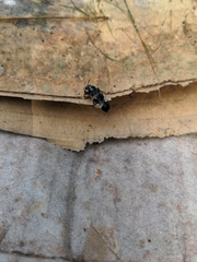 Creophilus maxillosus