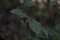 Prosartes hookeri