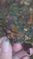 Collybiopsis quercophila