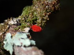 Trombidioidea