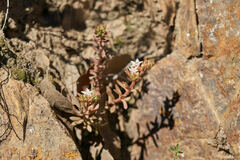 Sedum cockerellii