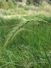 Elymus canadensis