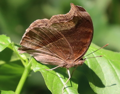 Junonia iphita