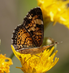 Phyciodes tharos orantain