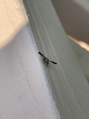 Callopistromyia strigula