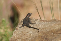 Sceloporus jarrovii