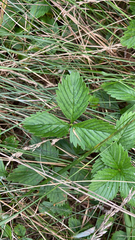 Fragaria