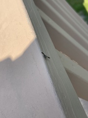 Callopistromyia strigula