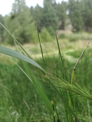 Elymus canadensis