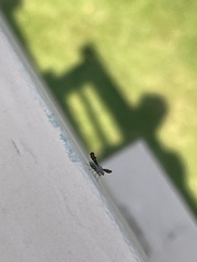 Callopistromyia strigula