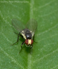 Calycomyza flavinotum
