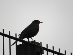 Turdus merula