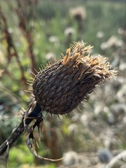 Cirsium altissimum