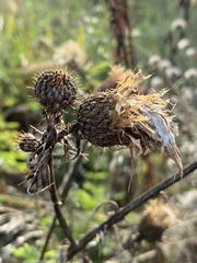 Cirsium altissimum