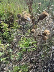Cirsium altissimum