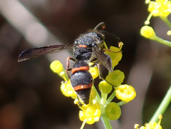 Ancistrocerus haematodes