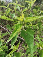Montanoa tomentosa