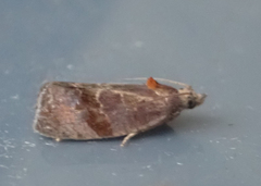 Evora hemidesma