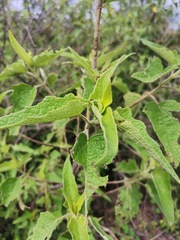 Montanoa tomentosa