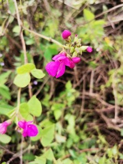 Phaseolus filiformis