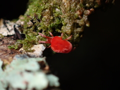 Trombidioidea