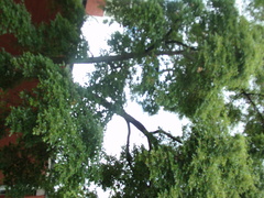 Salix babylonica