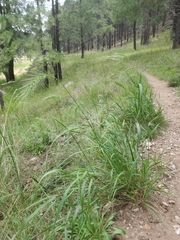 Elymus canadensis
