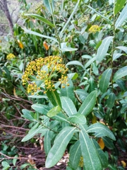 Bupleurum fruticosum