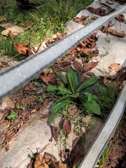 Helminthotheca echioides