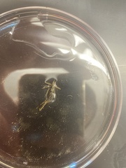 Enallagma exsulans