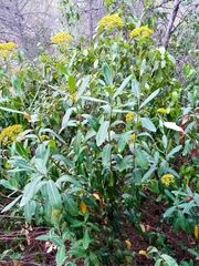 Bupleurum fruticosum