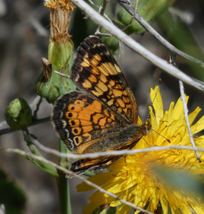 Phyciodes tharos orantain