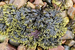 Fucus vesiculosus