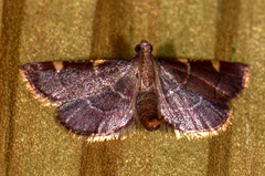 Hypsopygia olinalis