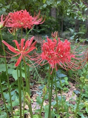 Lycoris radiata