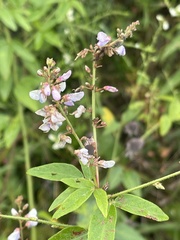 Desmodium