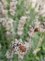 Homaemus aeneifrons