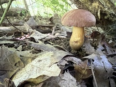 Aureoboletus auriporus