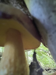 Aureoboletus auriporus