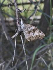 Libytheana carinenta mexicana