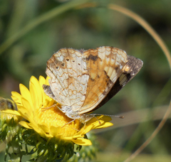 Phyciodes tharos orantain