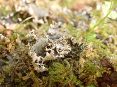 Peltigera neopolydactyla